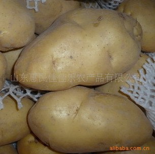 l精品推荐质量保证的土豆信息