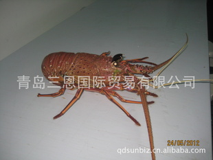 亿特雅（0532-80996586）-西澳大利亚活龙虾信息