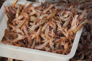 龙鱼饲料新鲜的海鳌虾信息