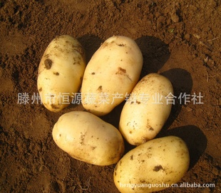 厂家专业新鲜土豆，欢迎来电！新鲜蔬菜供不应求！信息