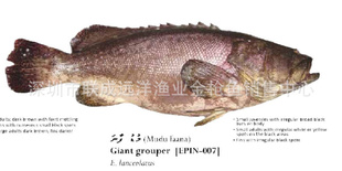 马尔代夫产天然野生石斑鱼--龙趸（0-4度保存，全程空运）信息