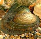 成品珍珠蚌信息