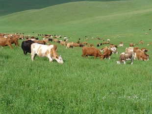 羊草捆内蒙古天然草捆天然草饲料600万亩天然草场天然牧草信息
