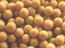 全国最低价黄豆销售信息