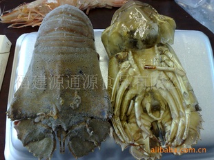 大量批发琵琶虾系列产品信息