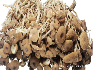古田特级茶树菇　未开伞的自己种的提高免疫力降血脂每斤42元信息