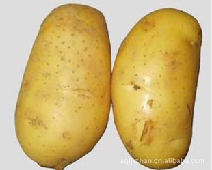 加工2012年新上市新鲜土豆专做土豆加工出口【图】信息