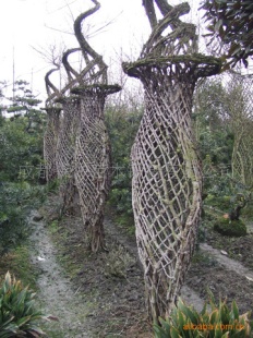 紫微盆景、树木盆景、树桩盆景信息