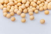 五谷香低温烘焙熟黄豆3.5KG/包免物流费用现磨豆浆原料信息