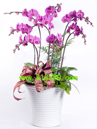 年宵花卉,蝴蝶兰,大花蕙兰,新年送花,盆栽花卉信息