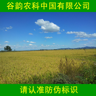五常粳稻谷425东北粳稻谷425绝对原产地农民自产自销非收购信息