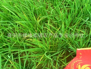 江西厂家、特优级水稻、2012新水稻、有机水稻、稻米信息