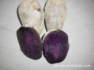 黑土豆紫土豆农业种植场是由紫番薯大王杨惠锋亲手创办的信息