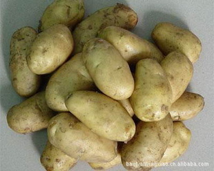 2012年保鲜蔬菜新鲜胶州荷兰土豆保鲜马铃薯信息
