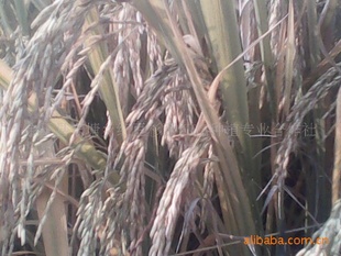 余干县东塘乡红豆杉西红花种植专业合作社长期早晚优级水稻信息