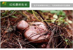 纯天然无污染密云松树野生肉蘑菇（红松蘑）礼盒信息