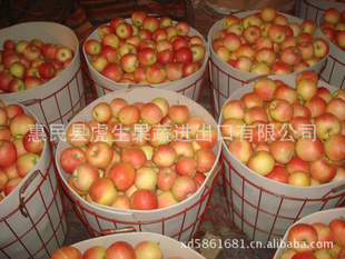 新鲜水果外贸出口加工红嘎拉苹果信息