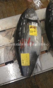 斯里兰卡刺身鱼生片原料--冰鲜金枪鱼整鱼（0-4度保鲜空运）信息