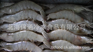 长期低价优质原条南美白虾19只/斤信息