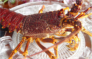 澳洲龙虾来袭，鲜活澳龙——上海晨升食品信息