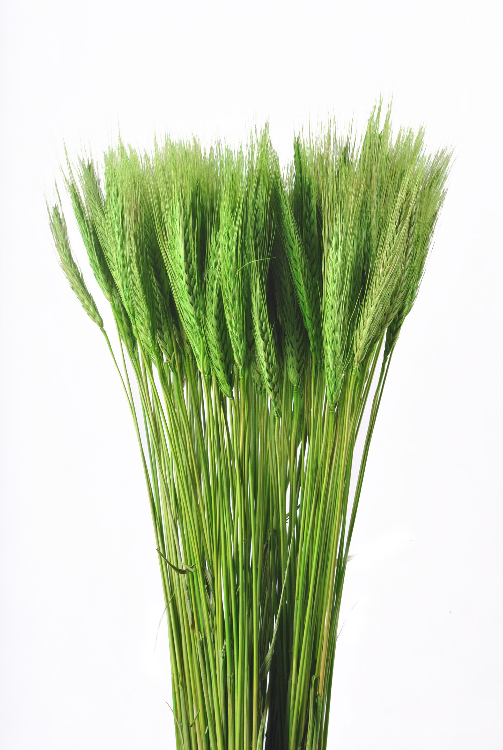 干花  干燥花  仿真花 小麦信息