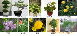 植物租摆、盆景租摆、盆栽花卉、花草种植、三色瑾信息