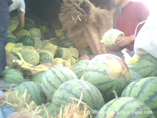 大量陕西渭北主产地西瓜冠龙京欣新红宝黑无籽花无籽信息