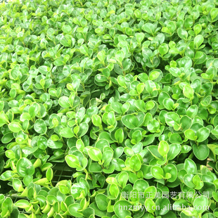 正美园艺长期盆景花卉苗木绿色植物信息