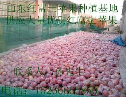 山东红富士苹果种植基地 《山东红富士苹果价格》 急销信息