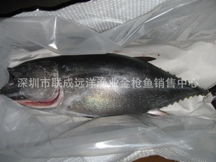 极品刺身寿司鱼生片原料--冰鲜蓝鳍金枪鱼整鱼原料（订货）信息