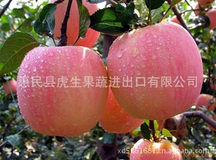 大量红富士苹果（出口级别）信息