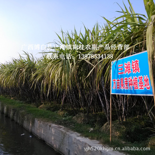 甘蔗产地广西最大黑皮甘蔗种植基地万亩优质甘蔗批发全国信息