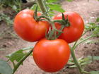 西红柿质量保证信息