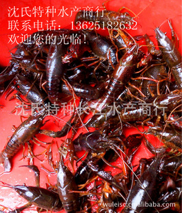 小龙虾批发|淡水小龙虾|吃龙虾|价格低廉的优质小龙虾商信息