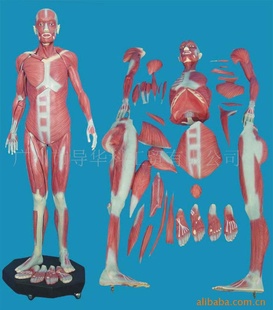 人体模型医用教具教学模型168公分人体肌肉解剖附内脏信息