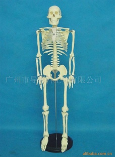 人体模型85公分成人透明胸骨骨骼模型教学模型医学模具信息