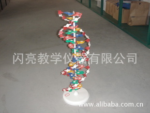 DNA结构模型，批发各类生物课程演示教具信息