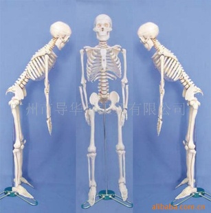 GD0110A035-85公分成人男性透明胸骨软脊信息