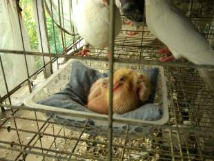 鸽子养殖设备鸽窝垫布草窝,厚而不板结，柔软保暖舒适,孵化率高信息
