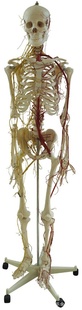 LM1002人体全身骨骼附主要动脉和神经分布-解剖模型、教学模型信息