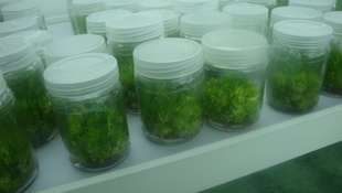 2012年很受种植户欢迎的种植铁皮石斛苗的玻璃瓶，玻璃罐信息