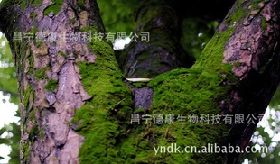 树苔提取物树苔净油Treemossabsolute植物提取信息