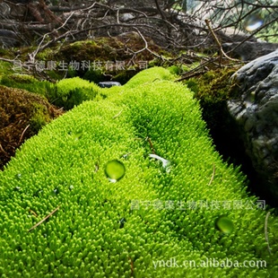 厂家优质树苔浸膏Treemossconcrete/树苔提取物/香气持久信息