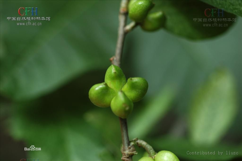 量大优质现货处理原料旋覆花医药中间体信息