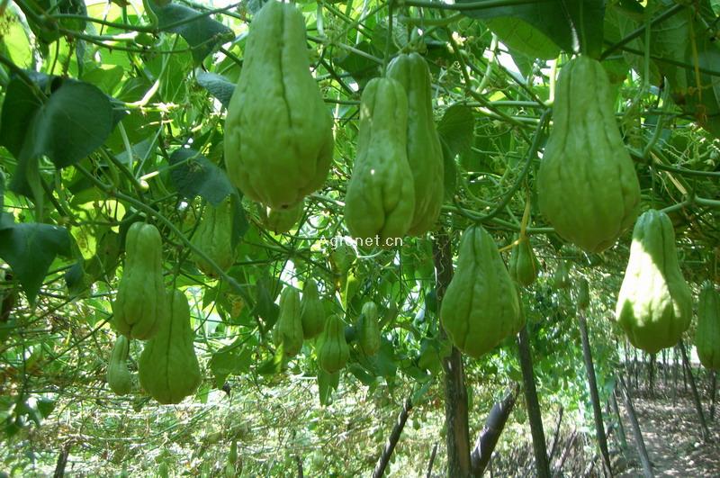 极品优质现货处理原料大风子提取物量大信息