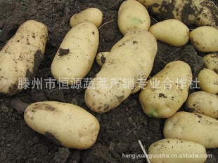 厂家专业新鲜土豆，纯天然食品安全有保障！欢迎来电！信息