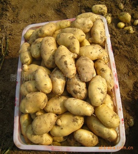 大量新马铃薯土豆，新荷兰土豆已上市信息