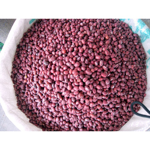 实力生产厂家优质红小豆大量批发欢迎订购量大从优信息