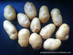 2012年保鲜蔬菜新鲜胶州荷兰土豆专供出口级土豆信息