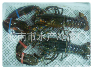 提供鲜活高品质龙虾龙虾批发【图】价格合理质量保证信息